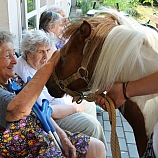 Terapie s poníkem  14