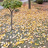 Aktivizační činnosti 2015  31