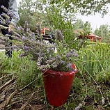 Práce na zahradě  9