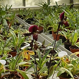 Výstava orchidejí  6