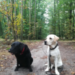 Domov potřebuje člověk i jeho nejlepší přítel pes